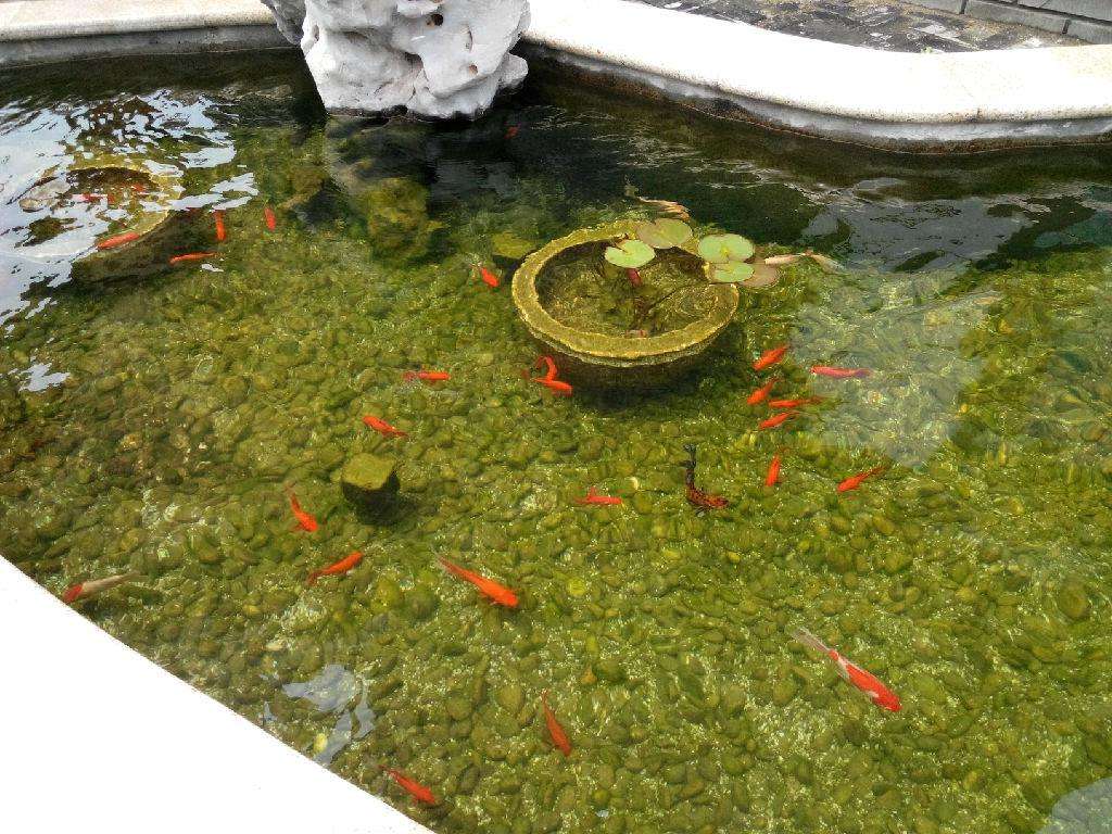 庭院魚池